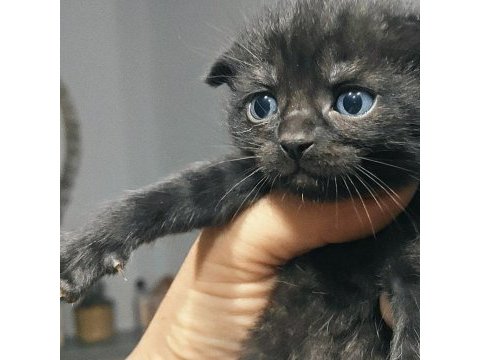 Çok tatlı british shorthair ve scottish yavrular