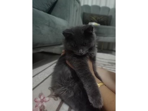 British longhair erkek 3.5 aylık