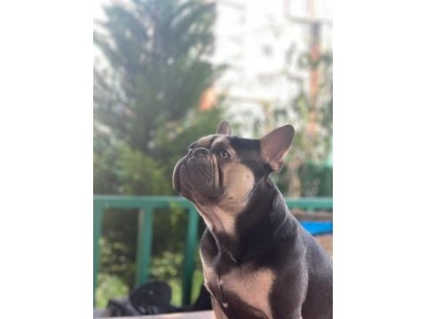 Benim adım taysın french bulldog