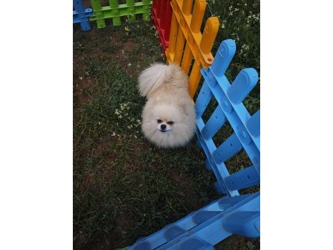Pomeranian boo dişi üst düzey erkek