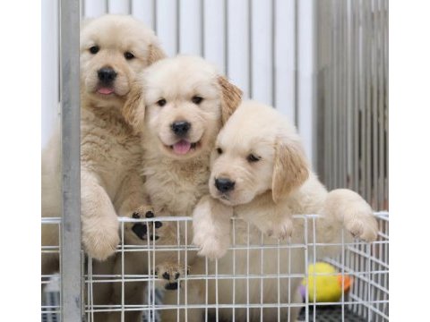 Golden retriever yavruları
