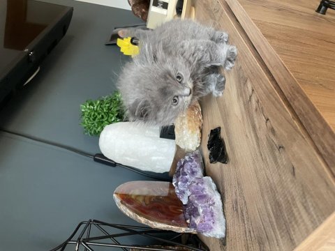 Uyguna verilecek british longhair orjinal ırk