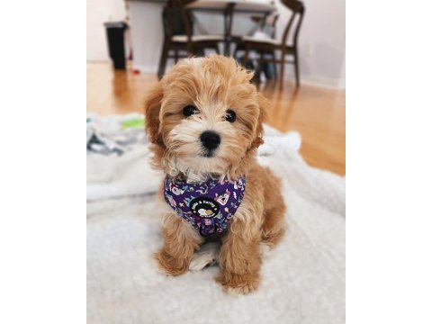 Ev ortamına en uygun ırk maltipoo yavrular