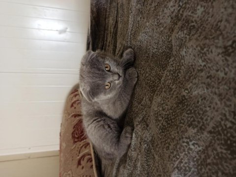 Scottish fold kedimiz