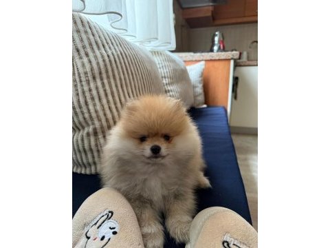Kaliteli erkek yavru pomeranian