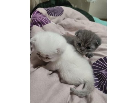 British shorthair iki tane 21 günlük