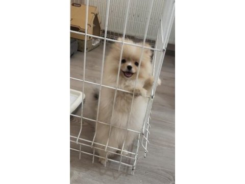 Orjinal pomeranian boo