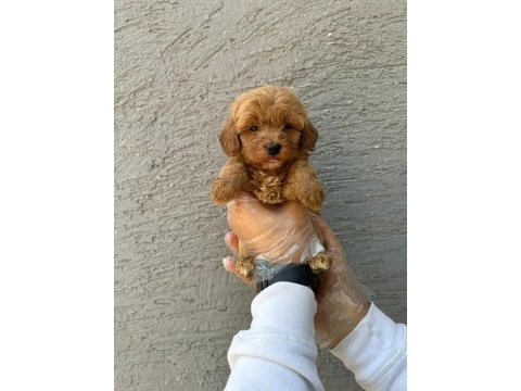 Irk ve sağlık garantili maltipoo bebekler