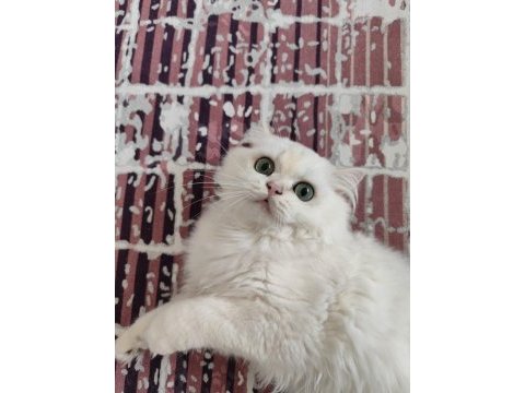 British longhair silver