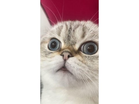 Scottish fold kedimiz