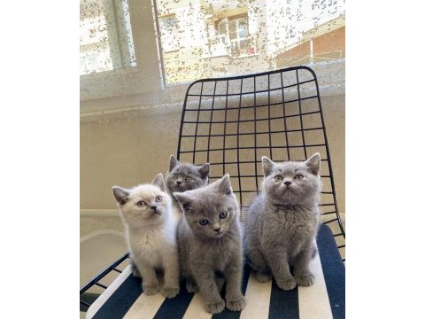 Uyguna sahiplendirilecek erkek yavrularım british shorthair