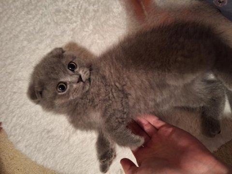 Scottish fold
