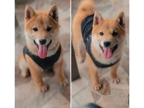 Shiba inu yavruları