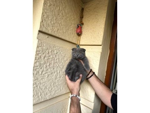 A kalite safkan scottish fold blue