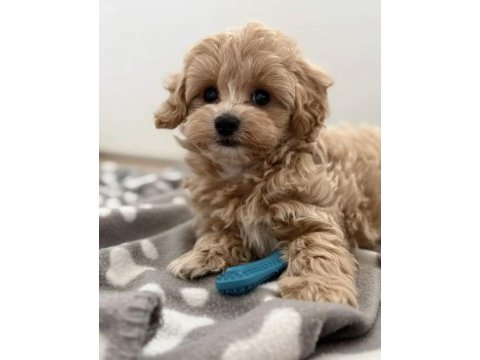 Kore teacup maltıpoo yavrularımız