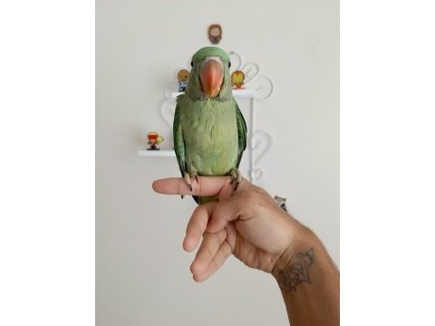 El besleme bebek alexander papağanı