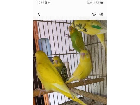 Muhabbet kuşları yavru ve damızlık çiftler