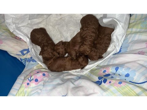 Poodle evimizin neşeleri size neşe katmak için hazırlar
