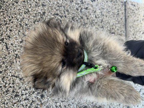 Nadir tüy rengine sahip eşsiz pomeranian yavrusu