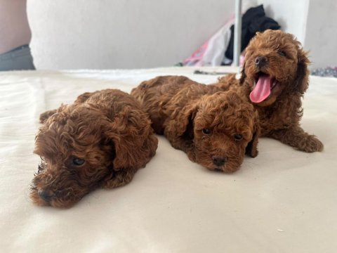 Sevımlı poodle mınıkler
