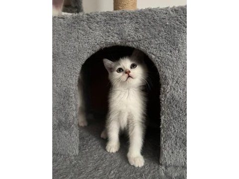 2 aylık british shorthair yavrular