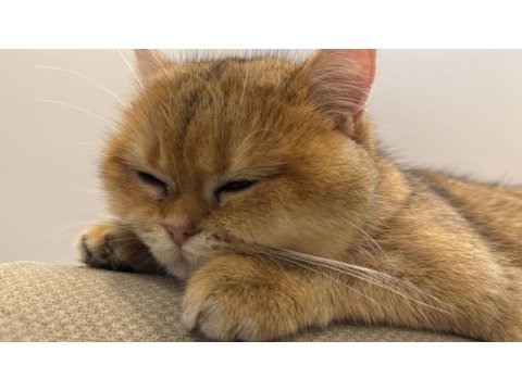 Golden sarı yeşil gözlü british shorthair