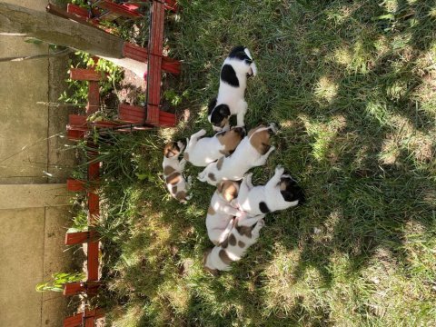 Jack russell yavru