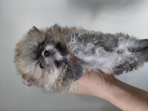 Pomeranian orange renk