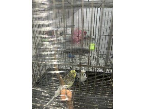Çok güzel renkli japones ve kırık jumbo çift muhabbet kuşu