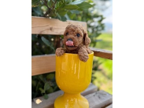 Tatlılığıyla aşık edebilecek minicik bir poodle kalp