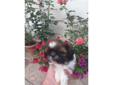 Safkan shih tzu bebekler
