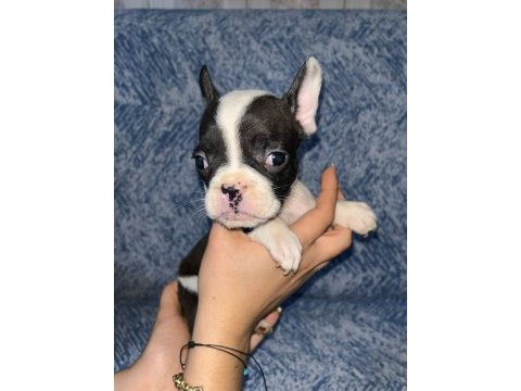 French bulldog güzellik ailesini bekliyor