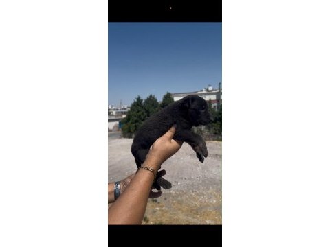 Koyu renk belçika kurdu yavrusu