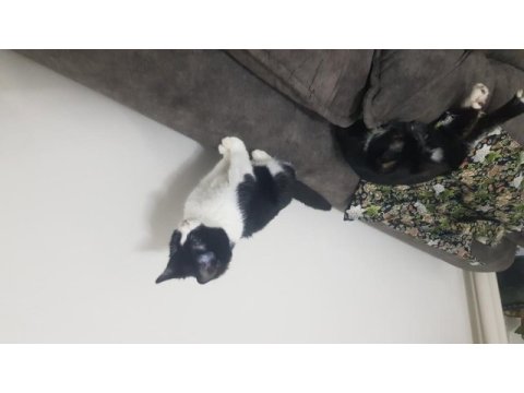 Kedi sahiplendirme (2 veya 1 kedi)