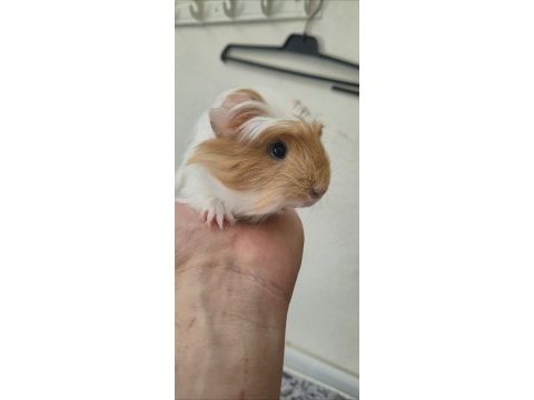 Safkan coronet yavru ginepig