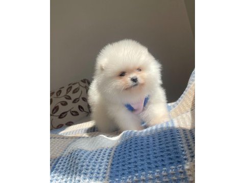 A kalite pomeranian teddy bear