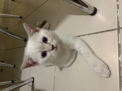 British shorthair