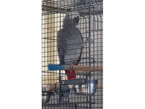 Kelimede sınır yok jako papağanı