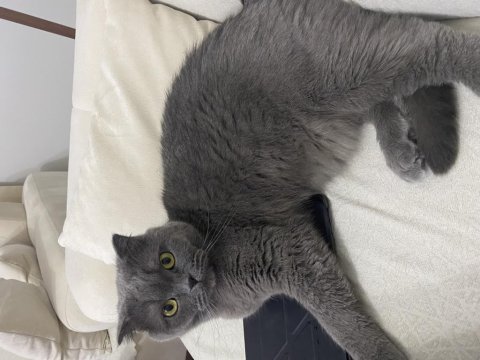 Ücretsiz scottish fold kedisi