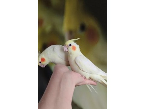 7 adet lutino kırmızı göz eğitimli sultan papağanı yavrular