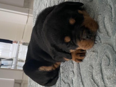 Rottweiler aşıları tam güçlü bağışlık sistemi