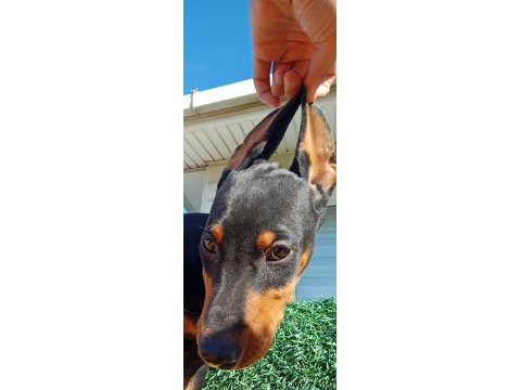 Asil siyah yavru doberman