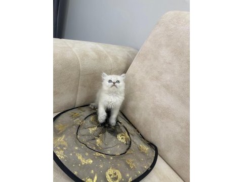 Show kalite british shorthair yavrular
