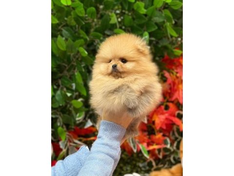 Safkan orjinal pomeranian boo şecereli yavrular