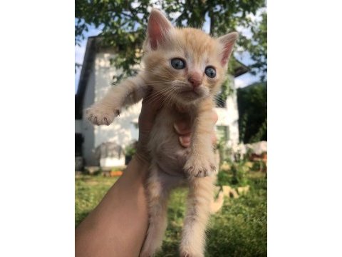 British shorthair yavrularım 2 aylıklar