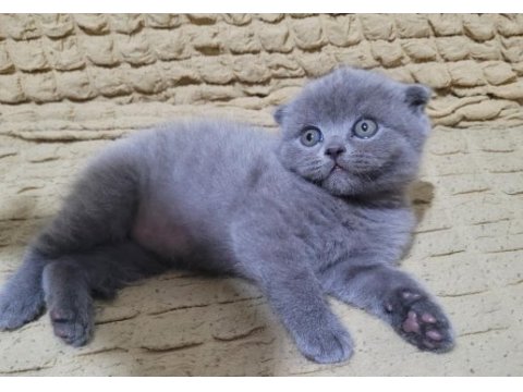 Top kafa scottish fold