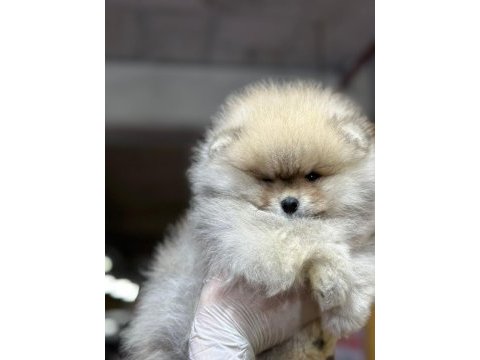 Pomeranıan boo dünyası
