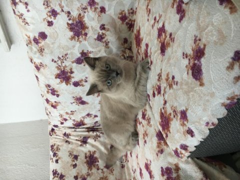 British shorthair blue point