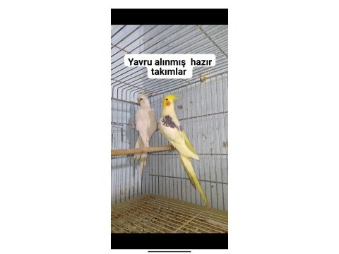Hazır yavru alınmış sulan papağanı takımlar