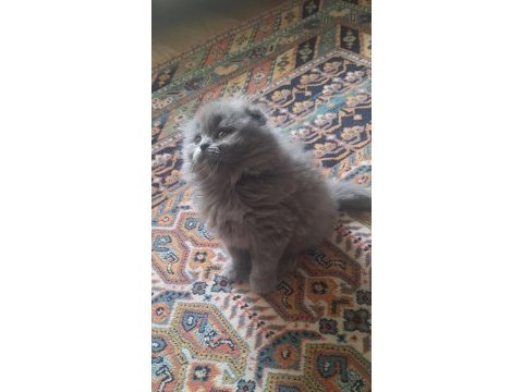 Scottish fold yavru kedimiz yeni sahibini bekliyor